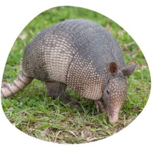 Armadillo in Chinese