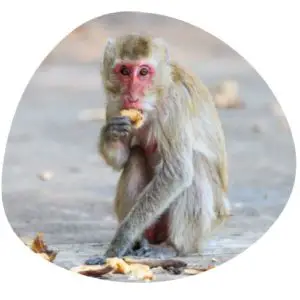 Baboon in Chinese