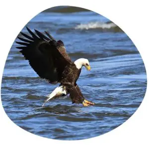 Bald eagle in Chinese