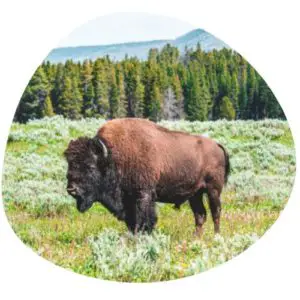 Bison in Chinese
