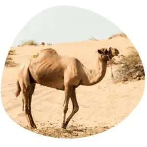 Camel in Chinese