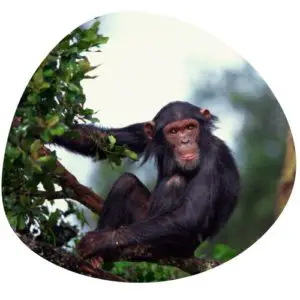 Chimpanzee in Chinese