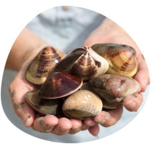 Clams in Chinese