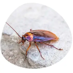 Cockroach in Chinese