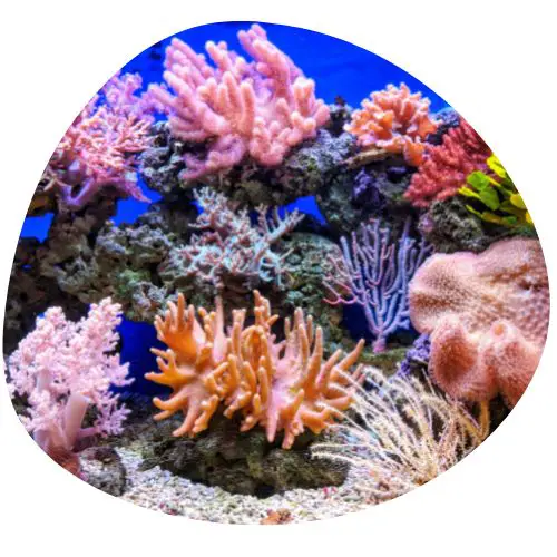Coral in Chinese