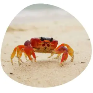 Crab in Chinese