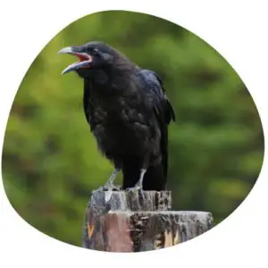 Crow in Chinese