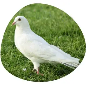 Dove in Chinese