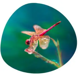 Dragonfly in Chinese