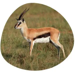 Gazelle in Chinese