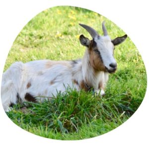 Goat/Sheep in Chinese