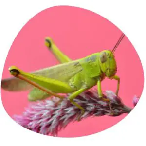 Grasshopper in Chinese
