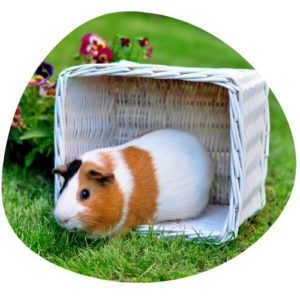 Guinea pig in Chinese