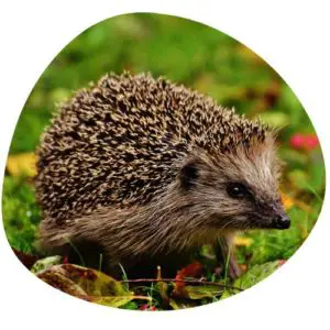 Hedgehog in Chinese