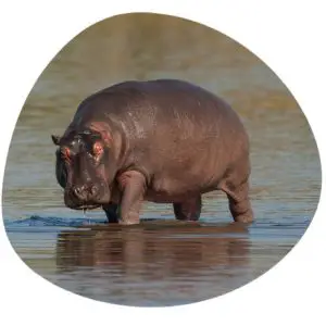 Hippopotamus in Chinese