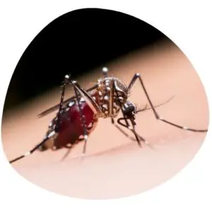 Mosquito in Chinese