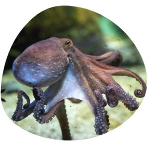 Octopus in Chinese