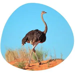 Ostrich in Chinese
