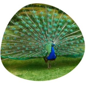 Peacock in Chinese