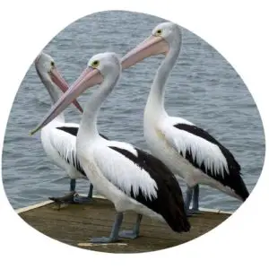Pelican in Chinese