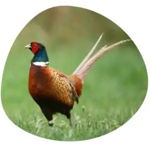 Pheasant in Chinese