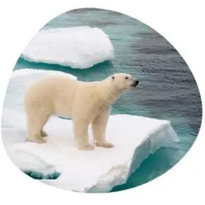 Polar bear in Chinese