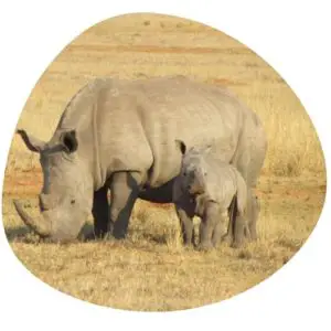 Rhinoceros in Chinese