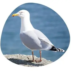 Seagull in Chinese