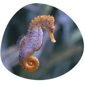 Seahorse in Chinese