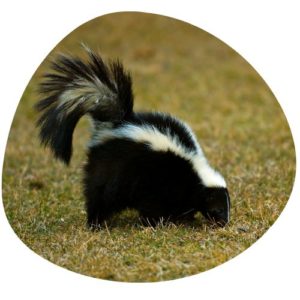 Skunk in Chinese