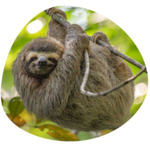 Sloth in Chinese