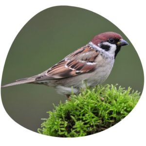 Sparrow in Chinese