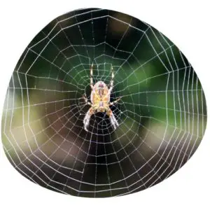 Spider in Chinese