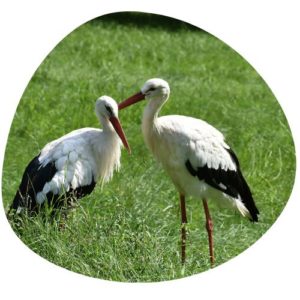 Stork in Chinese