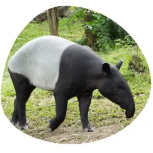 Tapir in Chinese