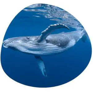 Whale in Chinese