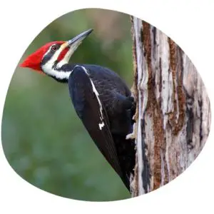 Woodpecker in Chinese